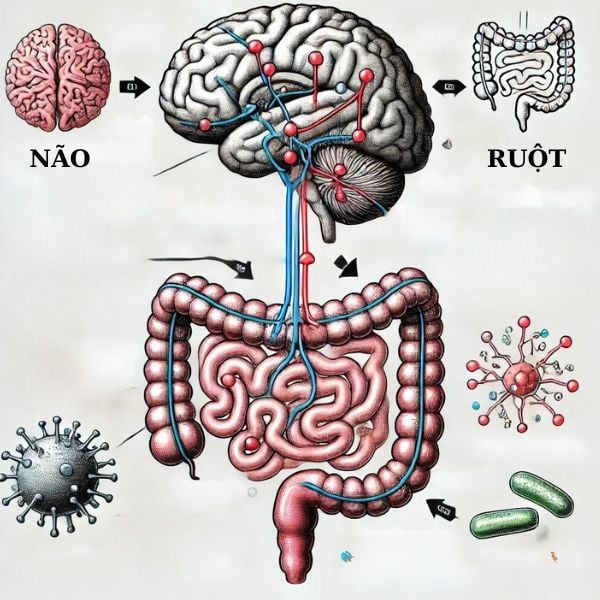 Trục ruột – não giúp điều hòa cảm xúc và chức năng miễn dịch