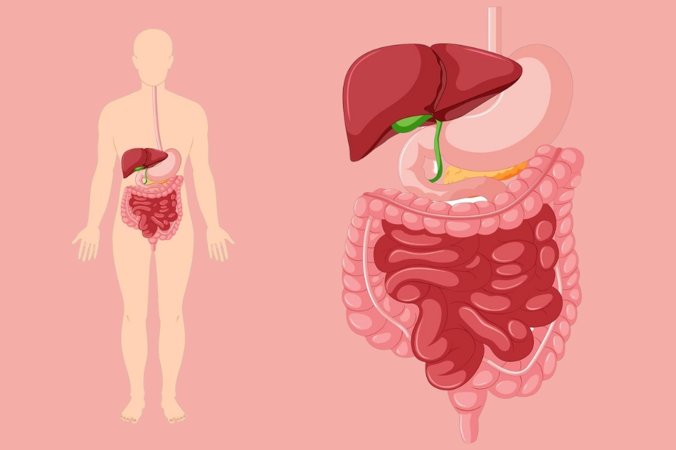 Nhai kỹ vừa đủ và ăn chậm giúp bữa ăn dễ chịu hơn với hệ tiêu hóa